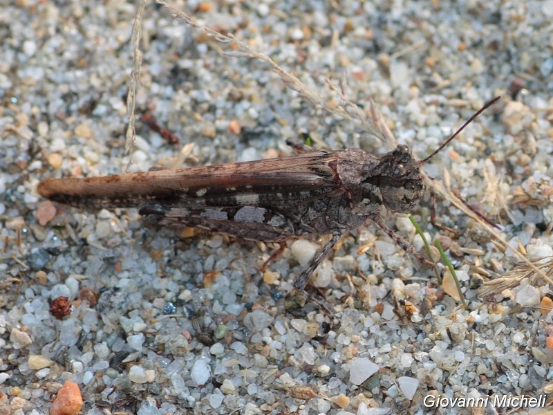 Acrididae:  Acrotylus cfr. patruelis